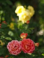 pink and yellow roses in the garden