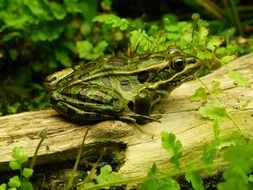 frog in the jungle