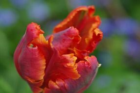 red tulip in bloom macro