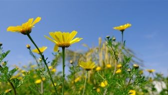 Yellow daisy flowers in spring