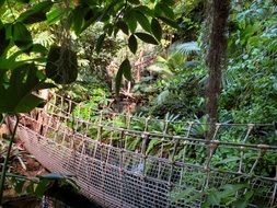 suspension bridge in the jungle