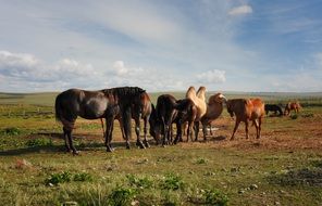 Camel and horses