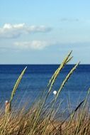 beautiful and delightful baltic sea beach