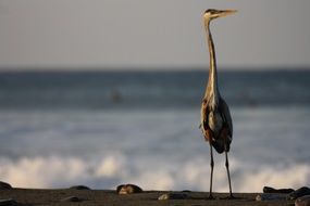 charming heron