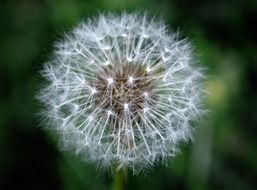 dandelion fluff with seeds on the stalk