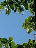 seeds and leaves of linden tree on the background of the sunny sky