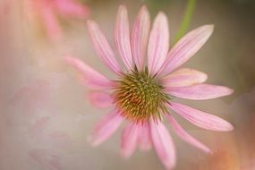 pink daisy in nature