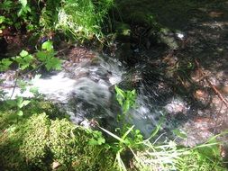 water from a source in the forest