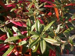 Red and green leaves