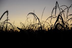 grass silhouette in eventide