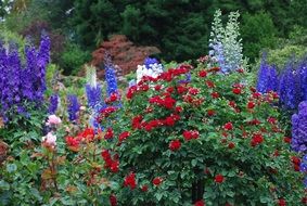 beautiful flowers at butchart gardens, canada, british columbia