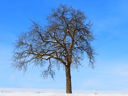 lonely tree on a winter field