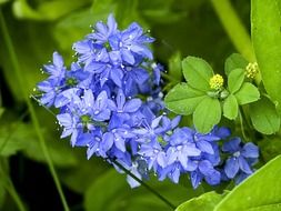 tiny blue garden flowers