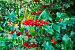 green bush with red berries close up