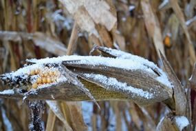 corn covered with snow in winter