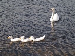 Swan birds are swimming on the lake