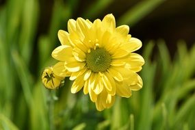 yellow daisy flower and bud