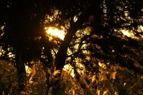 jungle in South America at dusk