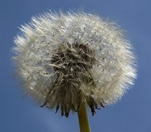 white fluffy dandelion against a blue sky