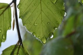 green leaf with water droplets, macro
