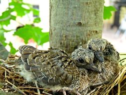 Birds in a nest