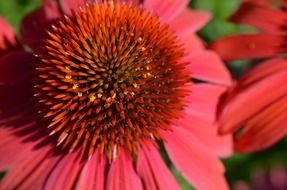 flower red plant