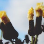 yellow flower buds closeup