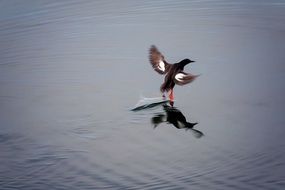 bird landing to water