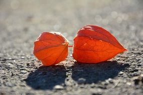 orange autumn flowers on the road