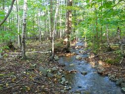 picturesque forest stream