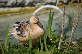 brown duck feather bill on green grass