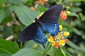 very beautiful blue butterfly is sitting on a flower in the garden