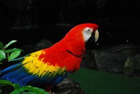 Beautiful colorful parrot in Jurong Bird Park