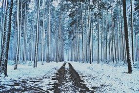 winter forest trees