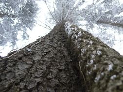 huge tree in the forest close up