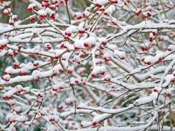 Red berries on a snow-covered tree