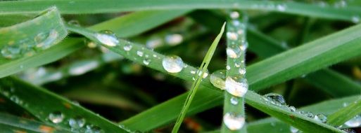 Close-up of the raindrop on the green grass