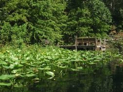 Landscape of the lake and forest on a sunny day