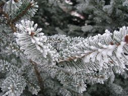 amazing beauty snowy pine