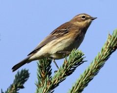 yellow rumped warbler bird on the tree