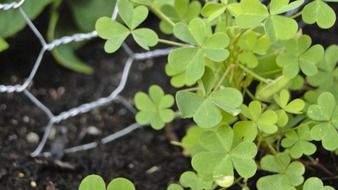 green clover in the garden