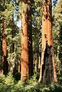 giant red trees in a forest in California