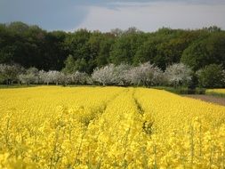 Field of rapseeds in spring