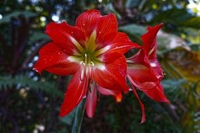 closeup photo of red orchid flowers in el salvador