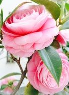 pink roses as a work of art