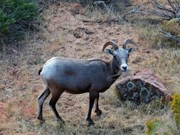 mountain sheep in the wild