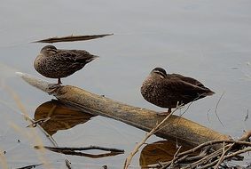 two ducks on a log in a pond