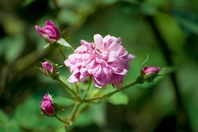 pink roses with buds in sri lanka