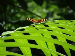 motley butterfly yana bright green leaves