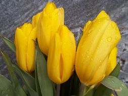 bouquet of yellow tulips in water drops
